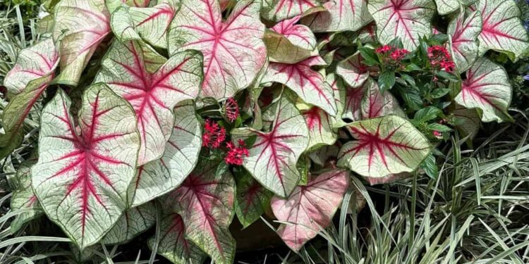How Disney Makes use of Caladiums for Colour At EPCOT and Hollywood Studios –