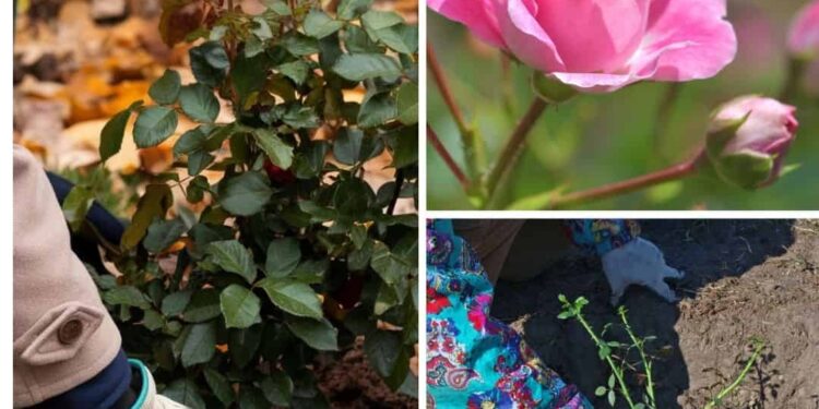 Ought to You Plant Roses In The Fall? 5 Professionals and 5 Cons