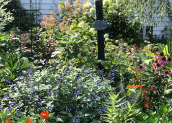 A Bizarre Summer time in Carla’s Backyard