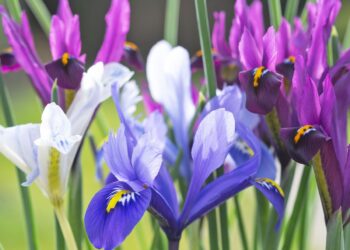 7 Spring Bulbs To Plant In October – For A Dazzling Show