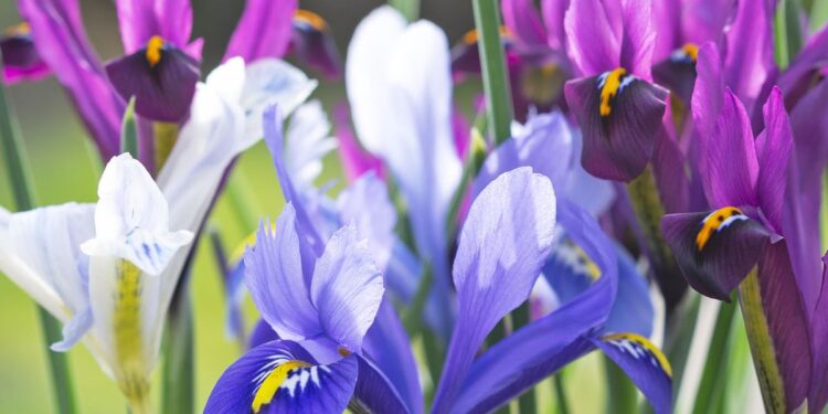 7 Spring Bulbs To Plant In October – For A Dazzling Show