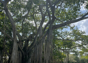 Fascinating Finds in Florida – Positive Gardening