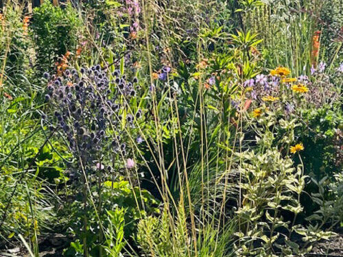 Kathleen’s New Meadow Backyard in Washington