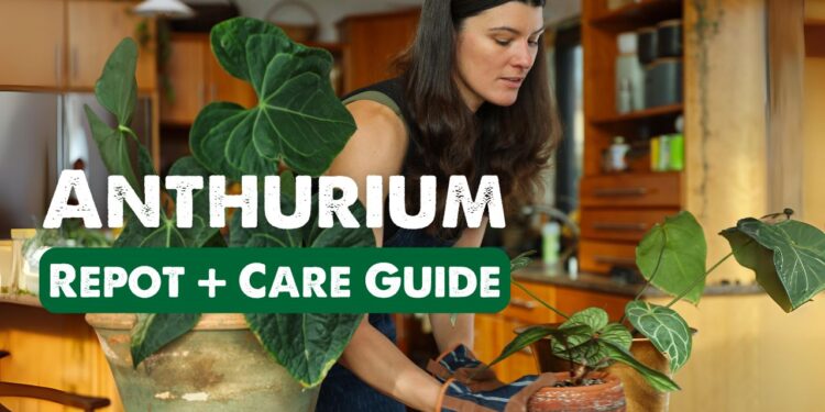 VIDEO: ANTHURIUM REPOT 🌿🌺 with Summer time Rayne Oakes