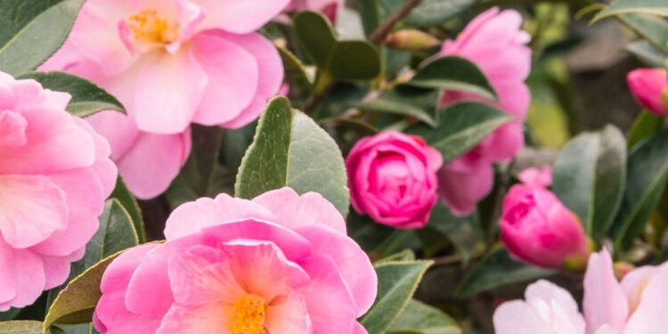 Strive These 7 Fall Blooming Shrubs For Late 12 months Splendor
