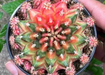 7 Methods Distinctive Gymnocalycium Cactus Stand Out