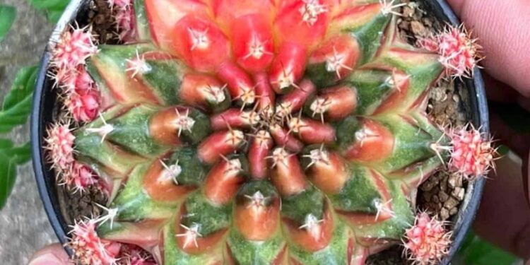 7 Methods Distinctive Gymnocalycium Cactus Stand Out