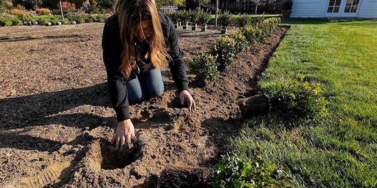 VIDEO: Planting Boxwoods 🌿 with Backyard Reply