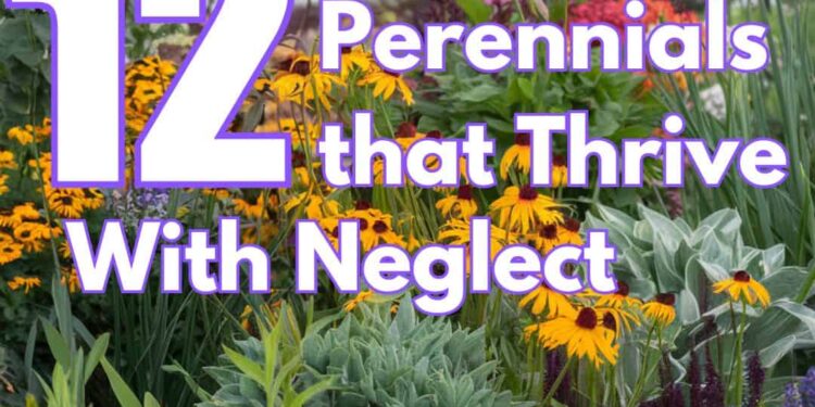 12 Flowering Perennials that Thrive With Neglect!