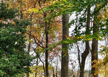 A Dry November in Carla’s Backyard, Half 1