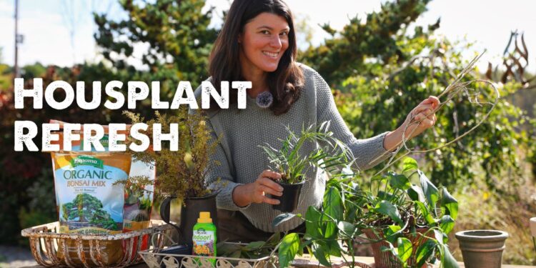 VIDEO: Houseplant Glow-Up: Repotting with Type 🪴✨ | Summer season Rayne Oakes