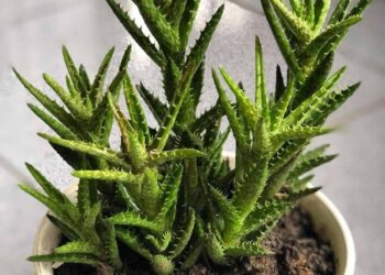 Shocking Insights into Nature’s Therapeutic Marvel