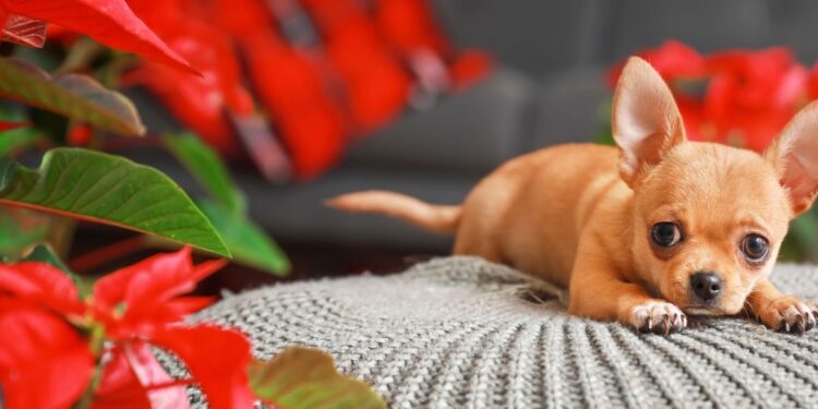 Are Poinsettias Toxic To Canine? Hold Your Pet Wholesome