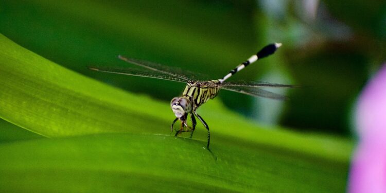 Learning the Mosquito Inhabitants in Mainland China – Middle for Knowledge Innovation