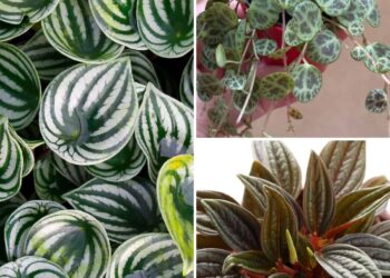 10 Issues Each Peperomia Plant Proprietor Wants To Know