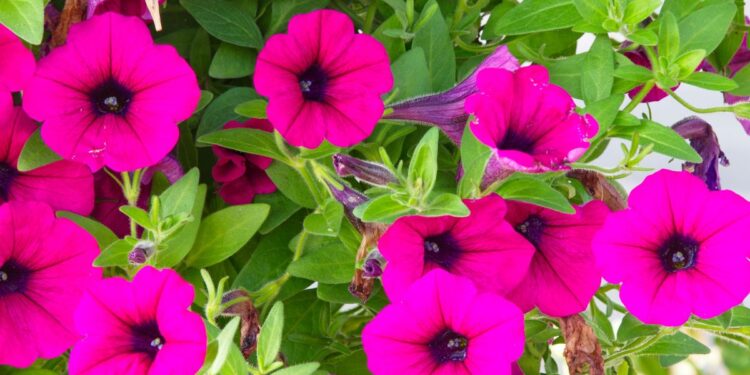 10 Greatest Flowers For Hanging Baskets Crammed With Colour