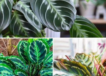 10 Issues Each Calathea Plant Proprietor Wants To Know