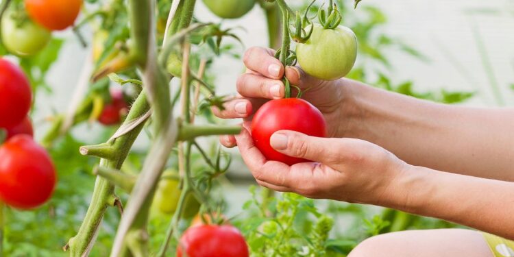Greatest Indeterminate Tomatoes For Harvesting All Summer time Lengthy